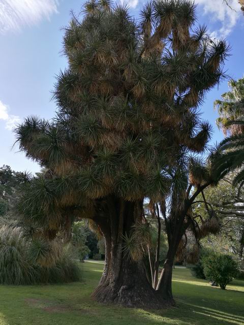 Beaucarnea stricta (Asparagaceae)